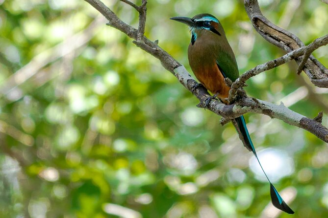 Birdwatching in Sian Ka´an Muyil from Tulum - Shared Group Tour - Timing, small-group comfort, and how the day flows