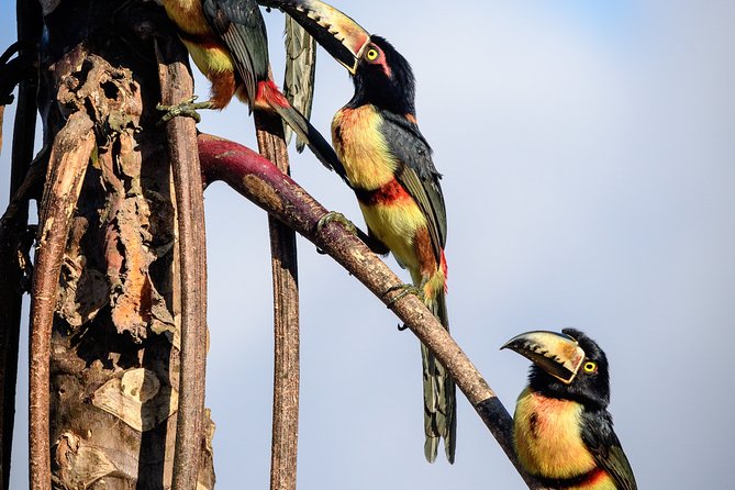 Birdwatching in Sian Ka´an Muyil from Tulum - Shared Group Tour - Meeting at Zona Arqueológica de Muyil at 6:00 am