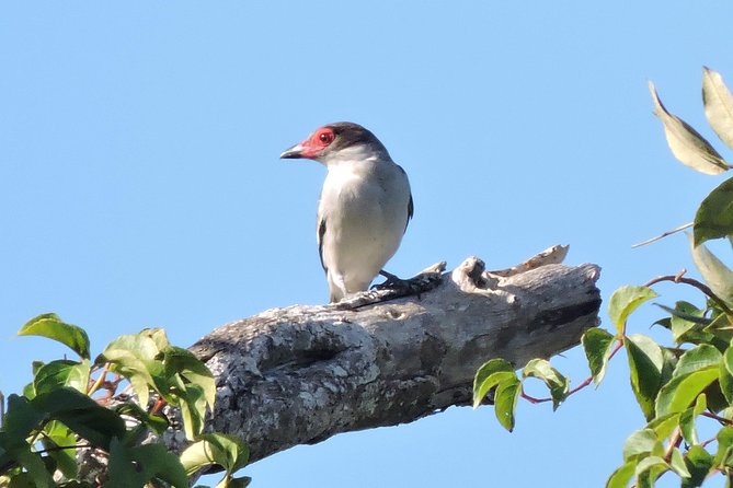 Birdwatching Playa del Carmen - Getting There: 6:00 am Start and Easy Transfers