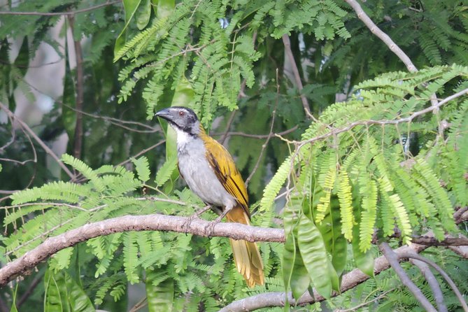 Birdwatching Playa del Carmen - Birdwatching Style: Calls, Hotspots, and Close-Up Views