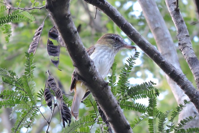 Birdwatching Playa del Carmen - Photos and Apps: How to Get the Most from Your Sightings