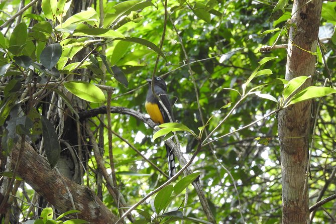 Birdwatching Playa del Carmen - What’s Included, and Why It Matters for Value