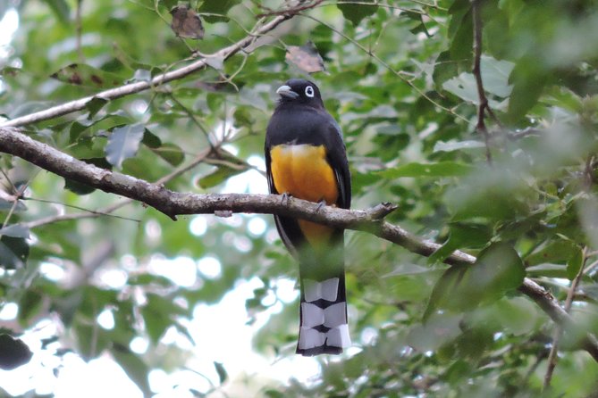 Birdwatching Playa del Carmen - Weather, Timing, and What to Bring