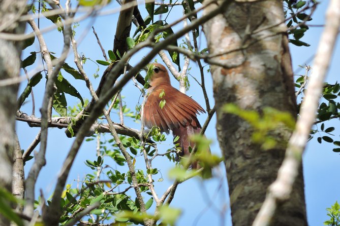 Birdwatching Playa del Carmen - Who This Tour Suits Best in Playa del Carmen