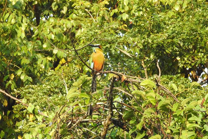 Birdwatching Playa del Carmen - The Ruta de los Cenotes Walk: What the Morning Looks Like