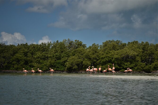 Boat Tour of Three Islands in Holbox with Transportation - What makes this tour good value at about $41.76