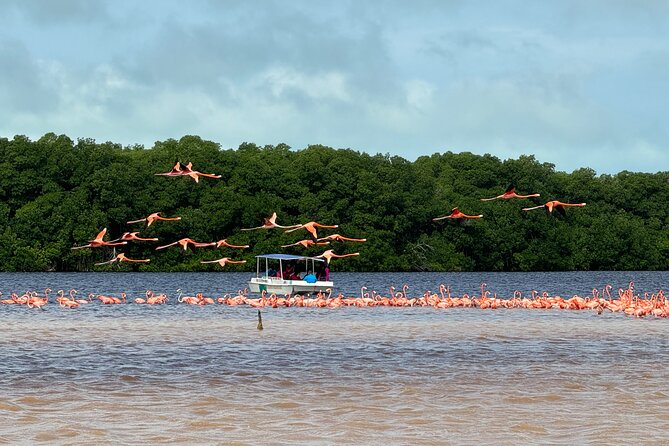 Boat tour through the mangroves of Celestún and Playa from Merida - Who should book this Celestún and Playa boat tour