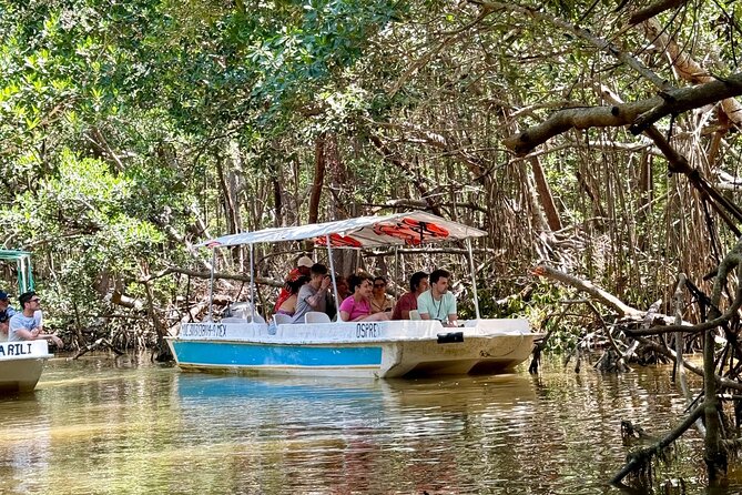 Boat tour through the mangroves of Celestún and Playa from Merida - My booking call: should you book, or wait?