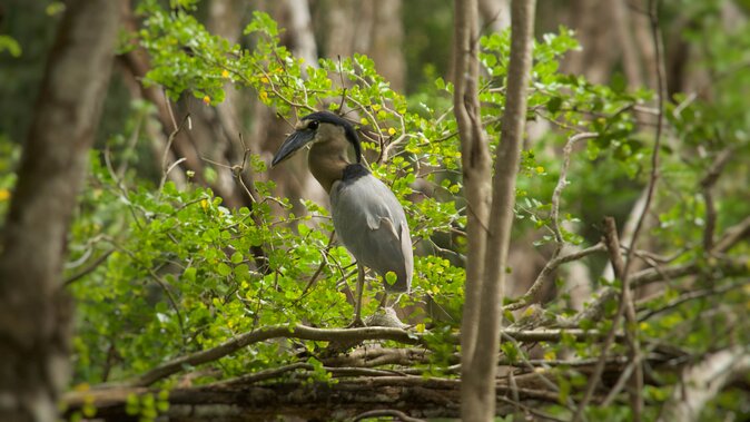 Calakmul Ancient Maya City Tour - From Campeche - The wildlife gamble: what you can realistically expect