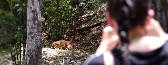Calakmul Ancient Maya City Tour - From Campeche - Inside Calakmul: a guided walk where buildings have meaning