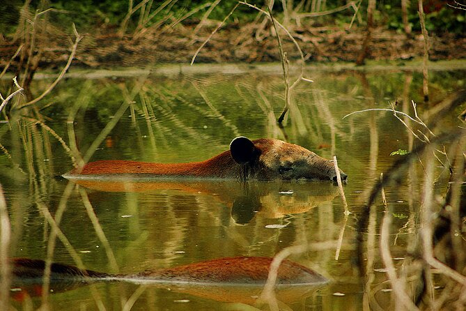 Calakmul Expedition : Jungle Trek & Ruins from Bacalar or Chetumal - Budget Reality Check: Entrance Fees Add Up