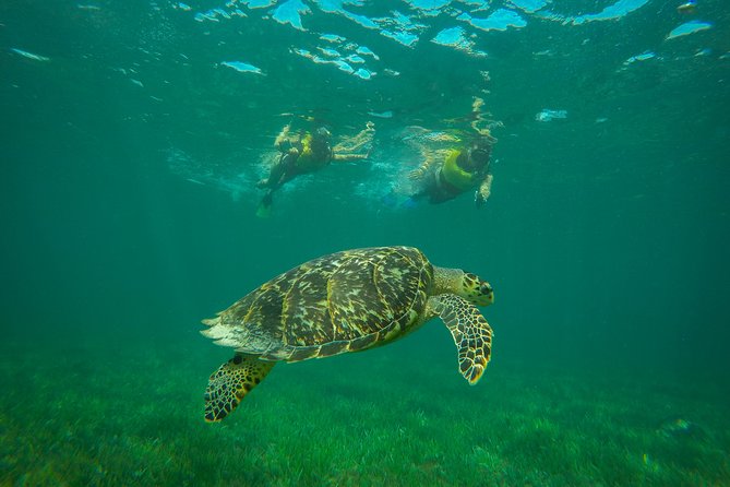 Cancun Adventure: Reef Snorkeling & Parasailing Experience - Snorkeling at Four Stops, MUSA to the Coral Reef With Turtles
