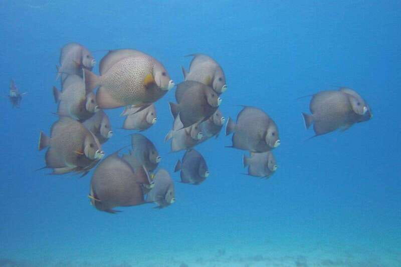 Cancun: Beginner Scuba Diving at Underwater Museum - Price and value: what $109 really turns into
