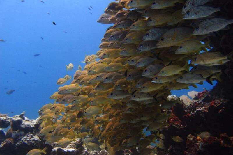 Cancun: Dive Underwater Museum & Manchones Reef - Boat ride to Isla Mujeres: your “setup” time on the water