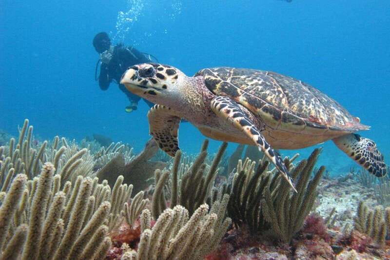 Cancun: Dive Underwater Museum & Manchones Reef - Who this is best for (and who should think twice)