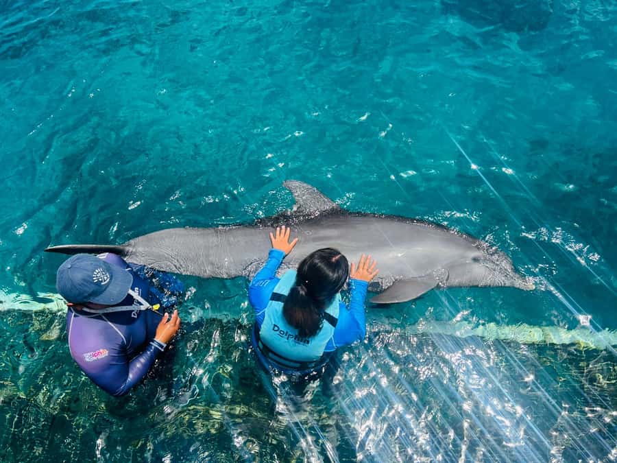 CANCUN: Dolphin Swim Adventure with buffet and soft drinks - Price Reality Check: Is $109 Good Value?