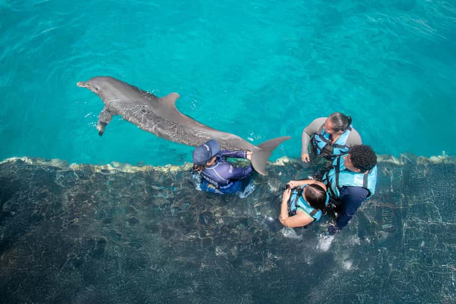 Cancun: Dolphin Swim and Garrafon Reef Park Tour with Buffet - Who this tour fits best, and who should skip it