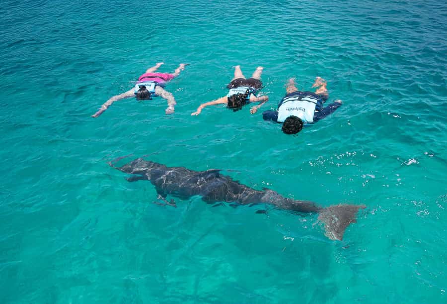 Cancun: Dolphin Swim and Garrafon Reef Park Tour with Buffet - FAQ