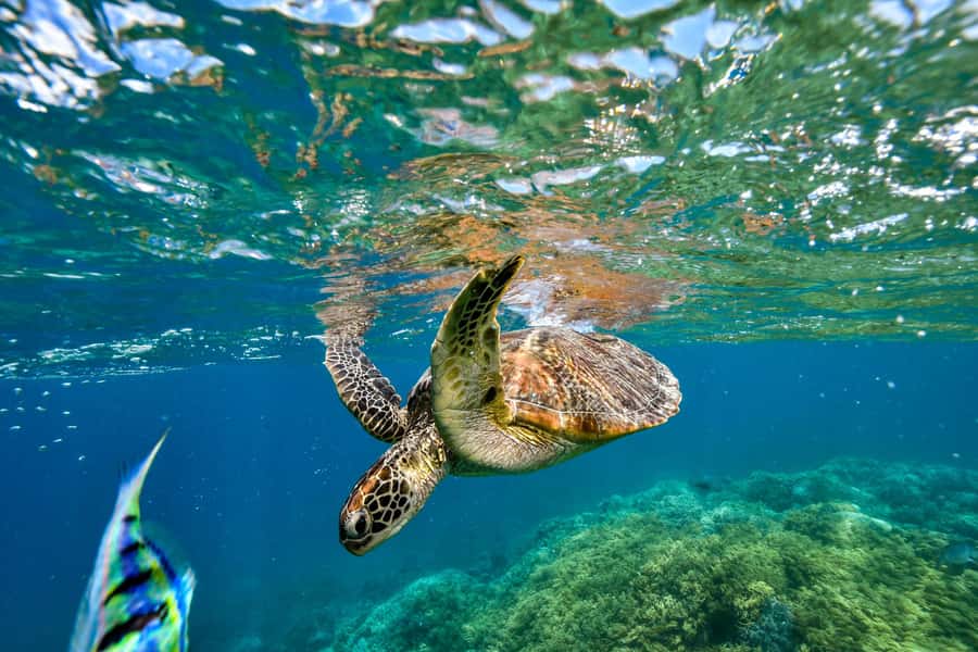 Cancun: Explore Tulum, swim with turtles, cenote, and snorkel in caves - Who this tour suits, and who should skip it