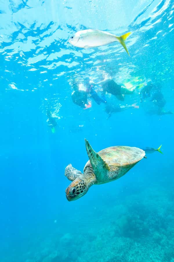 Cancun: Explore Tulum, swim with turtles, cenote, and snorkel in caves - How the early Tulum time changes the whole experience