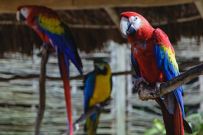 Cancun Extreme Zipline Canopy Tour - The Mayan jungle transit to the grotto and cenote