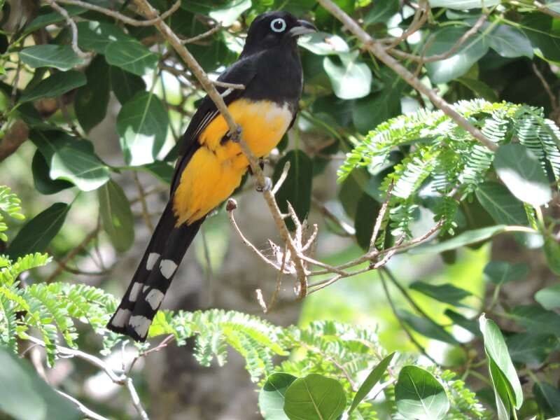 Cancún: Guided Birdwatching Hike - Key things I’d circle before you go