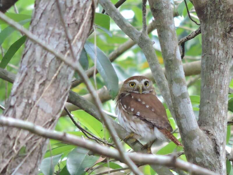 Cancún: Guided Birdwatching Hike - Why this Cancun birdwatching hike feels calmer than the resort strip