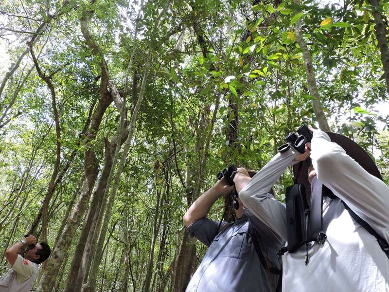 Cancún: Guided Birdwatching Hike - Ruta de los Cenotes: what you’ll be walking and why it helps birding