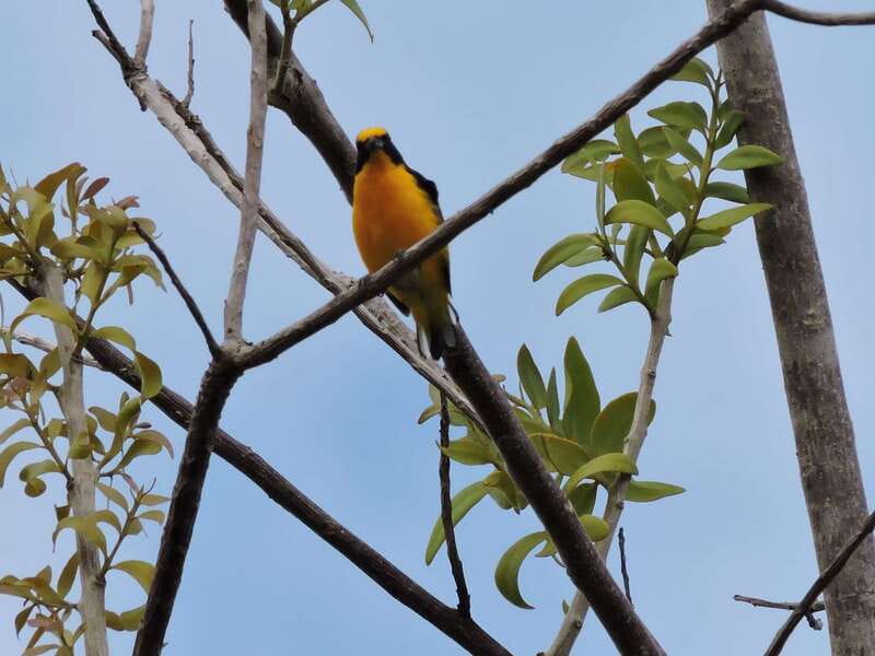 Cancún: Guided Birdwatching Hike - Spotting 30+ species with a local guide, Carlos included