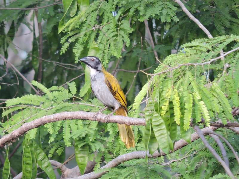 Cancún: Guided Birdwatching Hike - Coffee, fruits, snacks, and drinks, because mornings run long