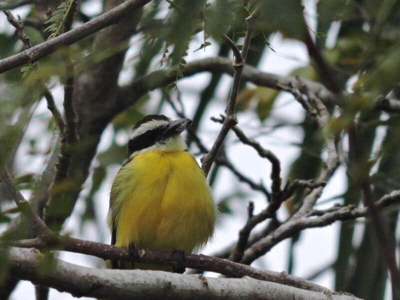 Cancún: Guided Birdwatching Hike - Who this small-group bird hike is best for