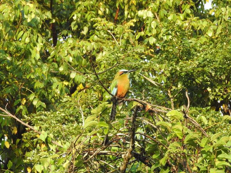 Cancún: Guided Birdwatching Hike - Price and value for $169 per person in Cancun