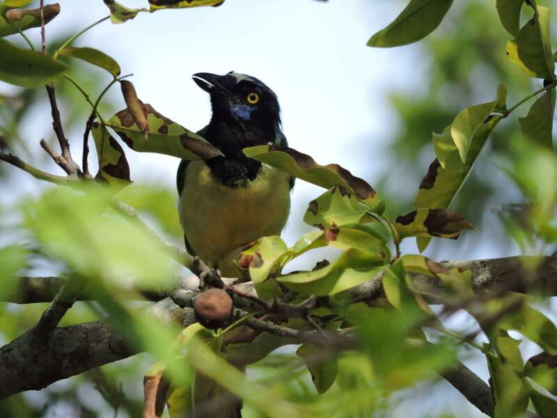 Cancún: Guided Birdwatching Hike - Should you book this Cancun Guided Birdwatching Hike?