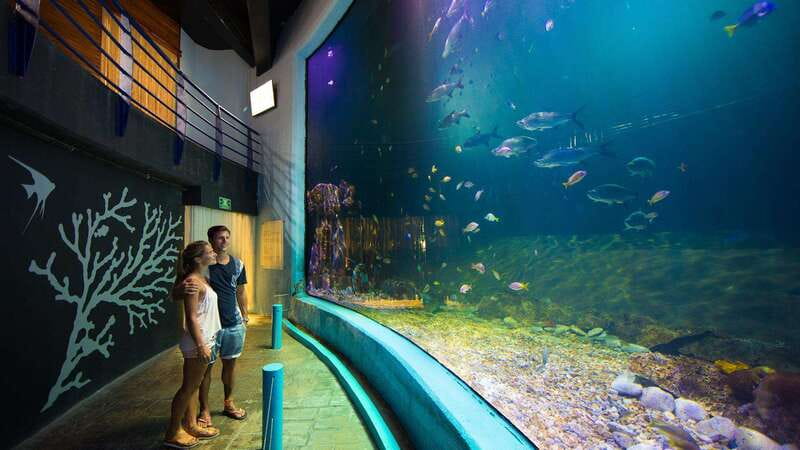 Cancún Interactive Aquarium Admission + Dolphin Presentation - Cancun Interactive Aquarium and Dolphin Presentation, in plain terms