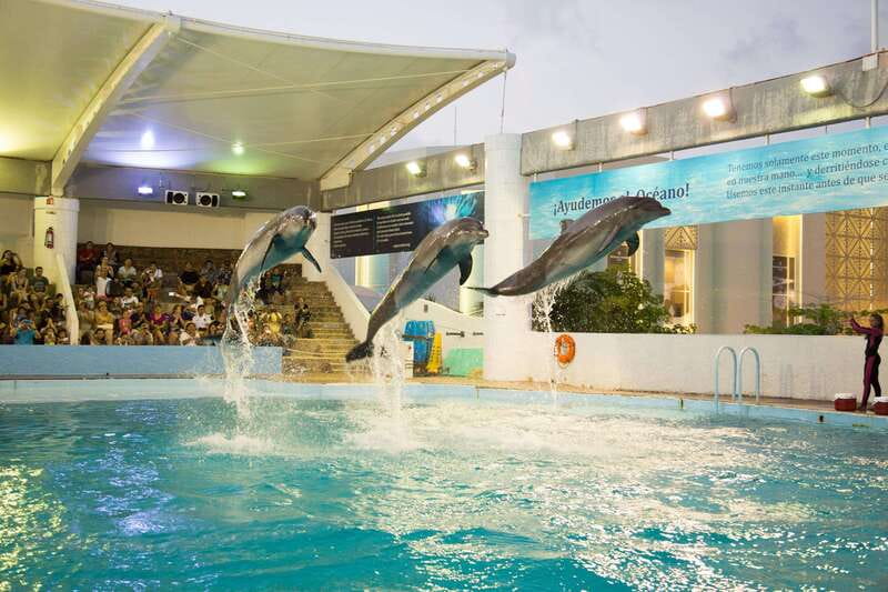 Cancún Interactive Aquarium Admission + Dolphin Presentation - Timing your day: aquarium hours and the 7:00 pm dolphin show
