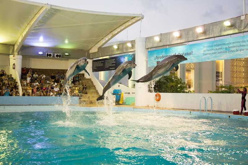 Cancún Interactive Aquarium Admission + Dolphin Presentation - Touch tanks and interactive zones: the best way to get value from your ticket