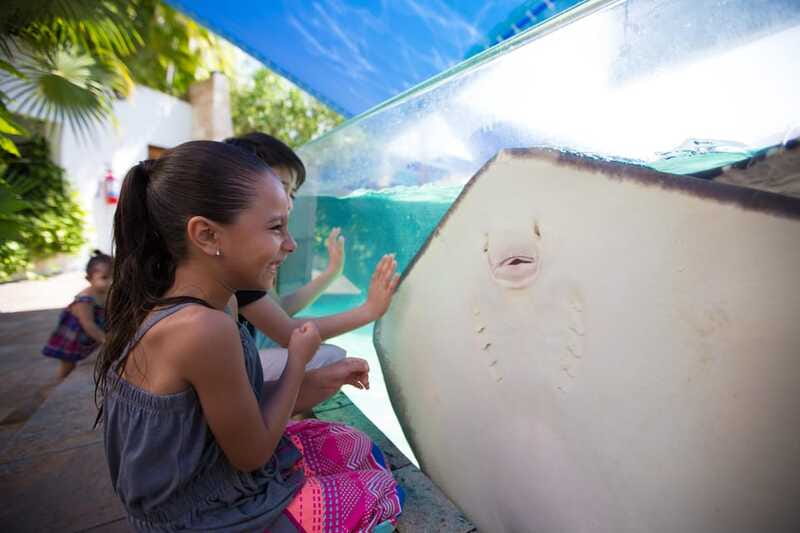 Cancún Interactive Aquarium Admission + Dolphin Presentation - Animal variety beyond dolphins: a strong reef and marine-life mix