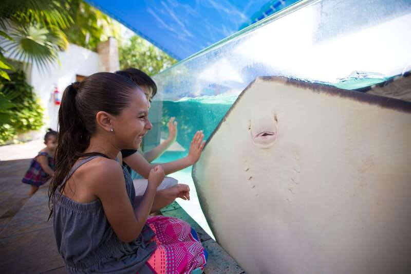 Cancún Interactive Aquarium Admission + Dolphin Presentation - Price and value: $26 per person, what you are actually buying