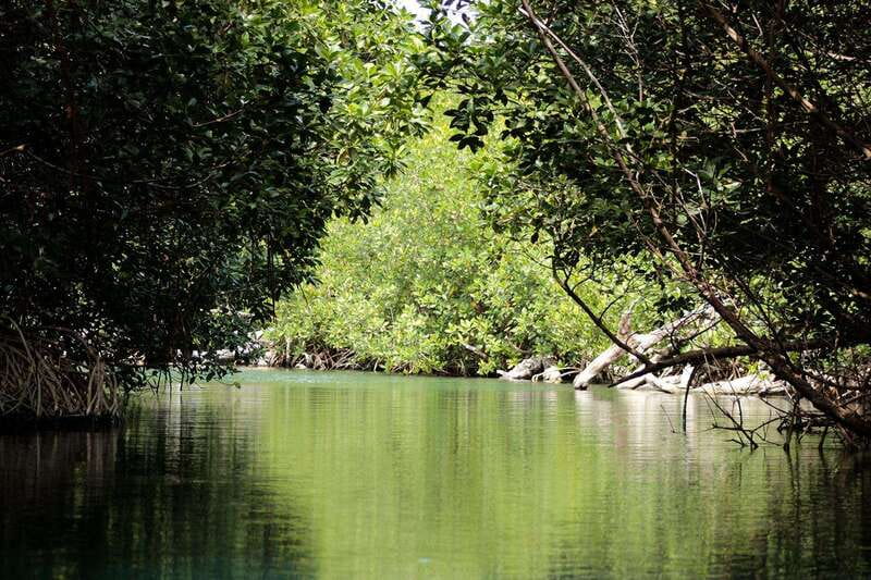 Cancun: Jungle Tour Adventure with Speedboat and Snorkeling - Price and value: where the $50 really lands