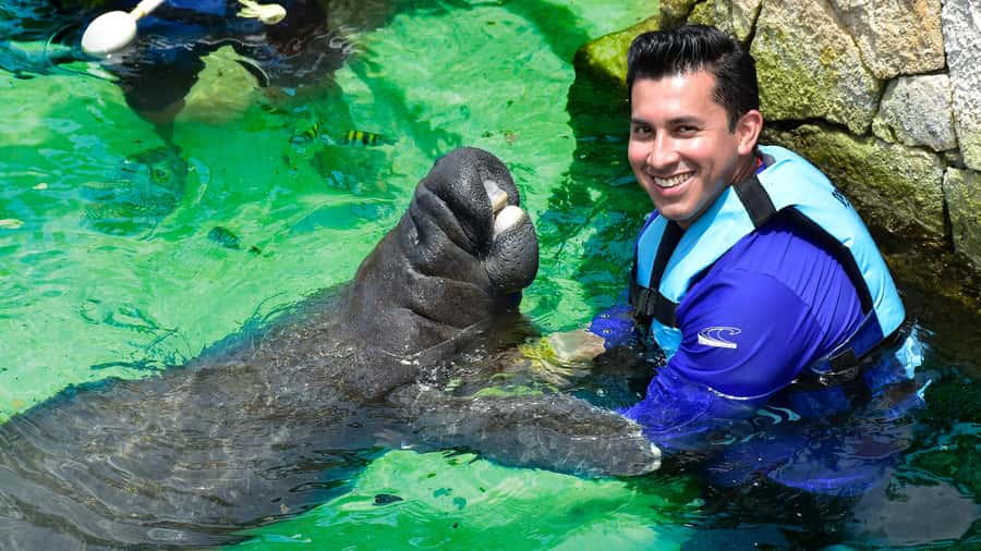 Cancún: Manatee Encounter on Isla Mujeres with Buffet Lunch - Meeting the manatees at Dolphin Discovery, what you actually do