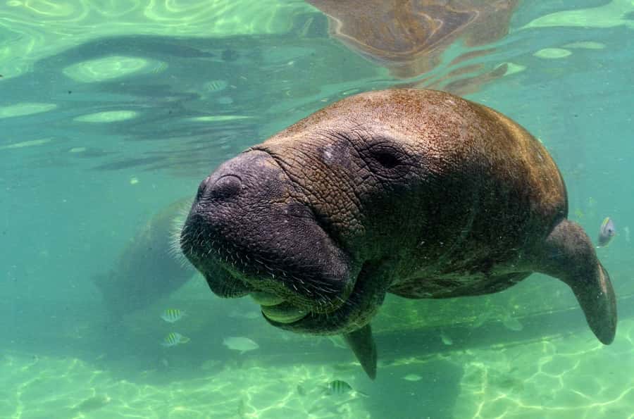 Cancún: Manatee Encounter on Isla Mujeres with Buffet Lunch - Dolphin Discovery facilities: lockers, showers, loungers, and pool time