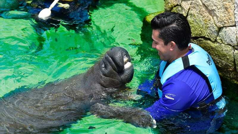 Cancún: Manatee Encounter on Isla Mujeres with Buffet Lunch - Who this manatee encounter suits best, and who should skip
