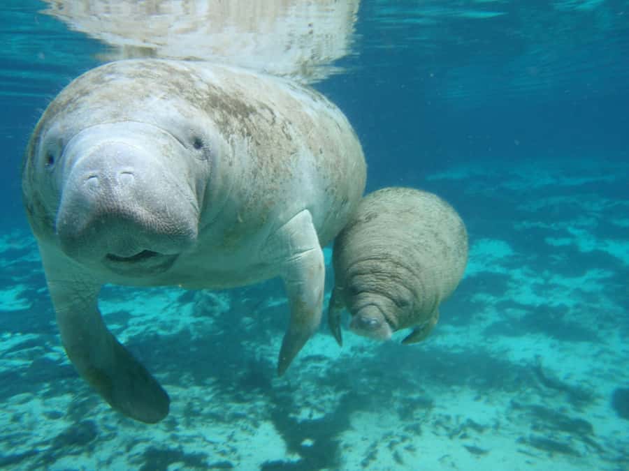 Cancún: Manatee Encounter on Isla Mujeres with Buffet Lunch - My bottom line, should you book this Cancún to Isla Mujeres manatee day?
