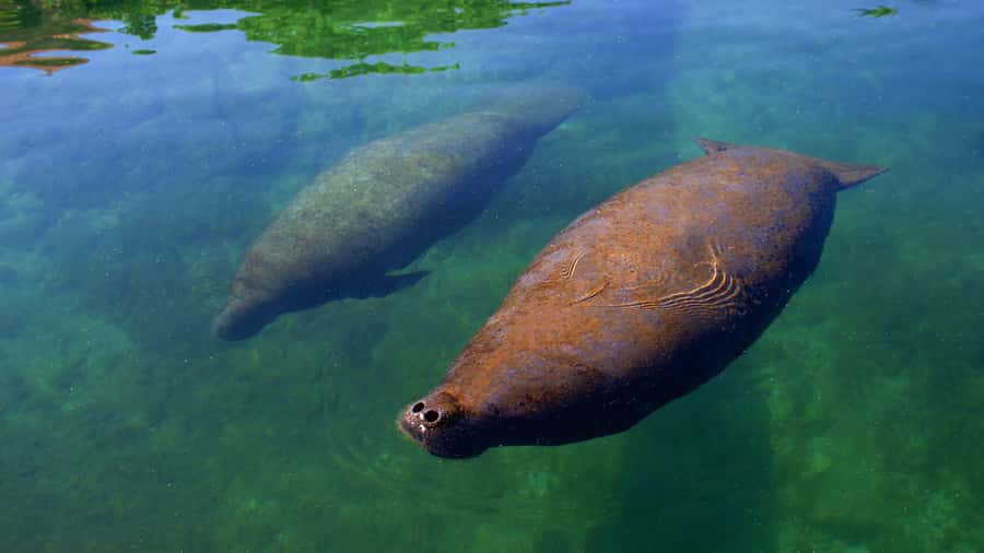 Cancún: Manatee Encounter on Isla Mujeres with Buffet Lunch - The ferry day trip from Cancún, how timing feels in real life