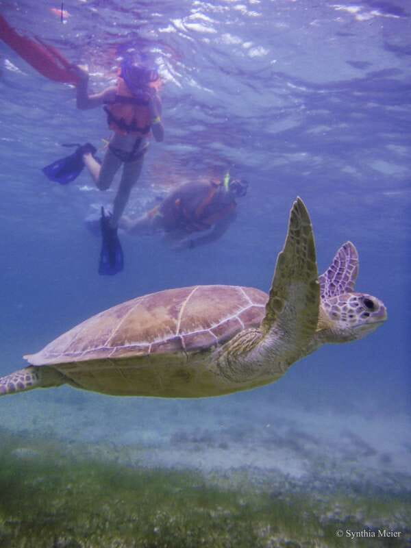 Cancun: Marine Turtle Observation in Akumal - Key Things I’d Book For