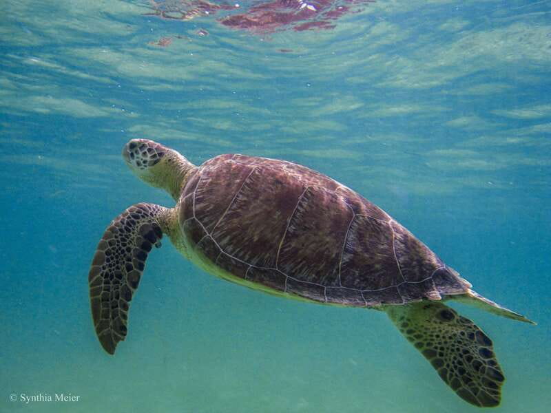 Cancun: Marine Turtle Observation in Akumal - The Turtle Snorkel: What You’re Really Doing in the Water