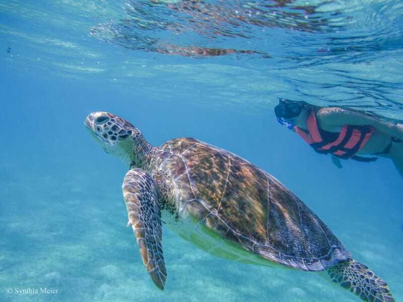 Cancun: Marine Turtle Observation in Akumal - Snorkel Equipment, Guide Types, and What’s Included