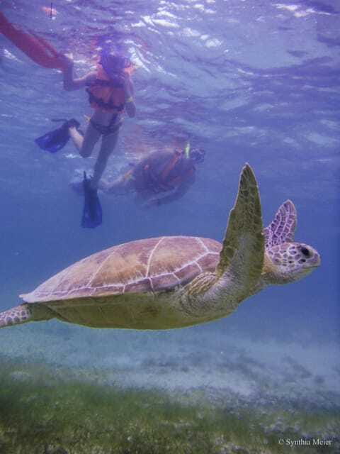 Cancun: Marine Turtle Observation in Akumal - Lunch, Snacks, and the Food Timing Reality