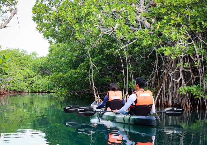 Cancun: Morning Kayak Adventure - The First Paddle Through Nichupté: Mangroves, Birds, and Slow Progress