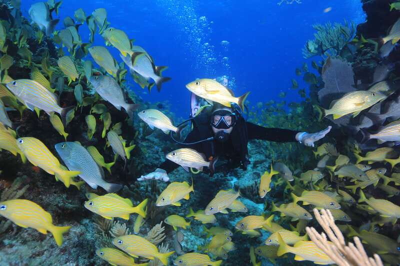 Cancun: Scuba Diving for Certified Divers, 3 options to dive - Quick overview: 4 hours of certified scuba in Cancun